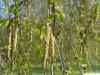 white birch (Betula pendula) flowers catkins