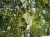 white birch (Betula pendula) leaves in summer
