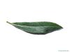 white willow (Salix alba) leaf