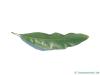 willow oak (Quercus phellos) leaf