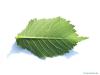 wych elm (Ulmus glabra) leaf underside