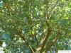 wych elm (Ulmus glabra) leaves