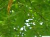 yellow birch (Betula alleghaniensis) branch green
