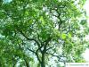 yellow catalpa (Catalps ovata) tree in summer