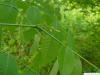 yellowwood (Cladrastis kentukea) flowers buds