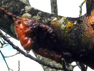 frost cracks on walnut orange sap