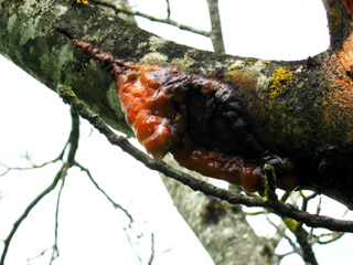 frost cracks on walnut orange sap