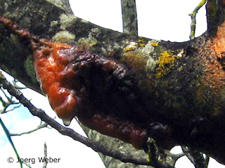 frost cracks on walnut in spring