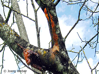 frost cracks on walnut in spring