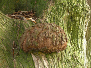 willow bark tumor