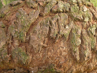 willow bark cancer willow bark cancer
