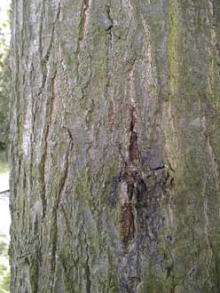 wood insects in bark